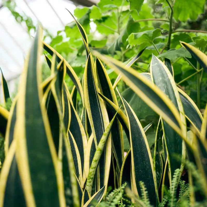 Gallery photo from Chicago Botanic Garden