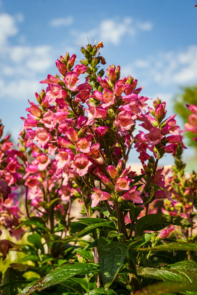 Gallery photo from Chicago Botanic Garden