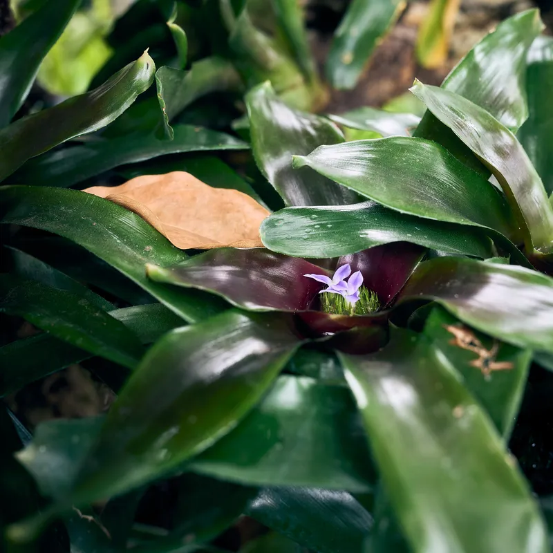 Gallery photo from Chicago Botanic Garden