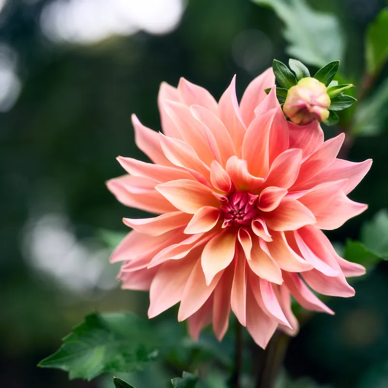 Gallery photo from Chicago Botanic Garden