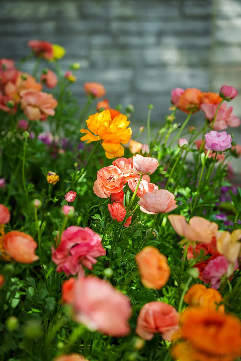 Gallery photo from Chicago Botanic Garden
