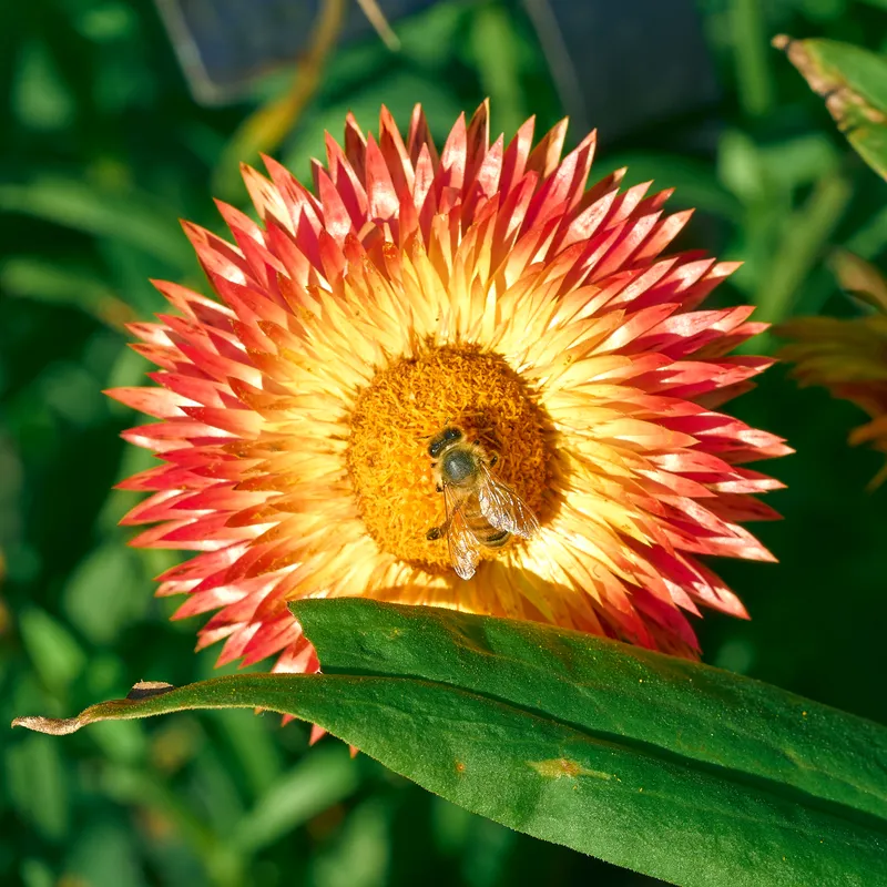 Bee on a flower