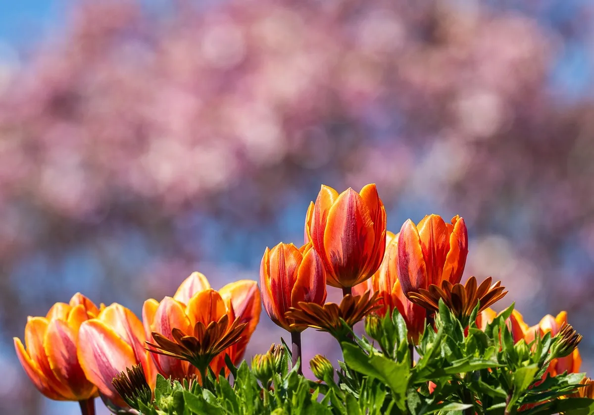 flower