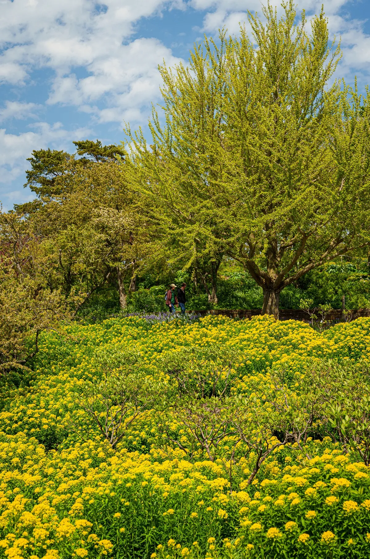 Gallery image of Chicago Botanic Garden