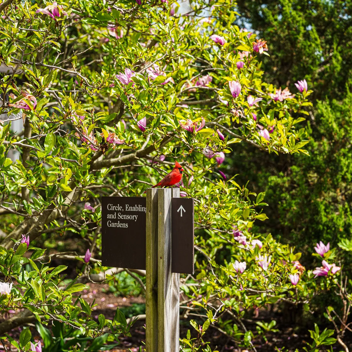 Gallery image of Chicago Botanic Garden