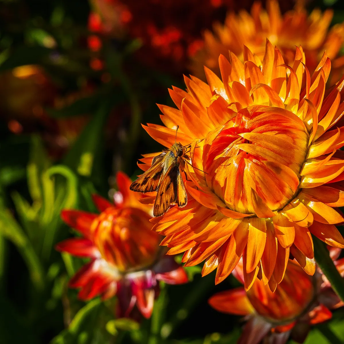 Gallery image of Chicago Botanic Garden