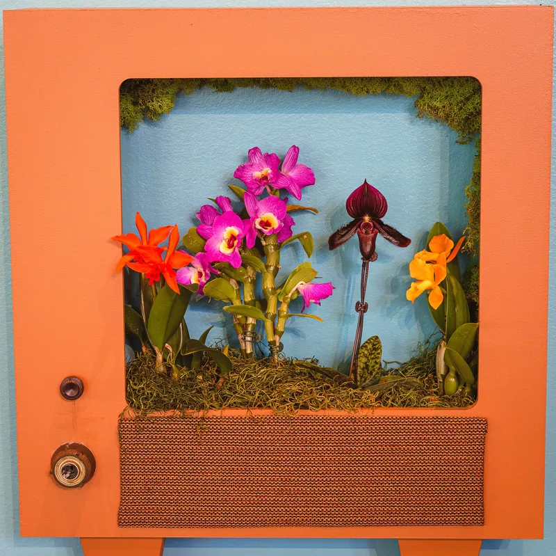 Gallery photo from The Orchid Show 2026 - Feelin' Groovy