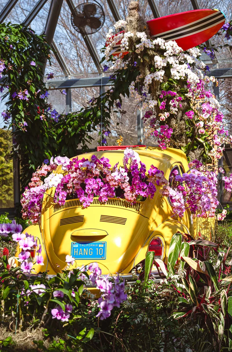 Gallery photo from The Orchid Show 2026 - Feelin' Groovy