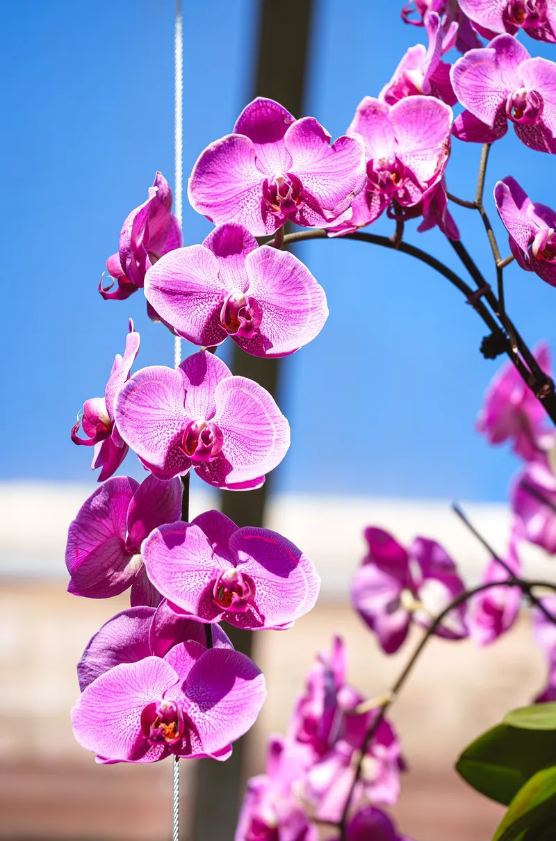 Gallery photo from The Orchid Show 2026 - Feelin' Groovy