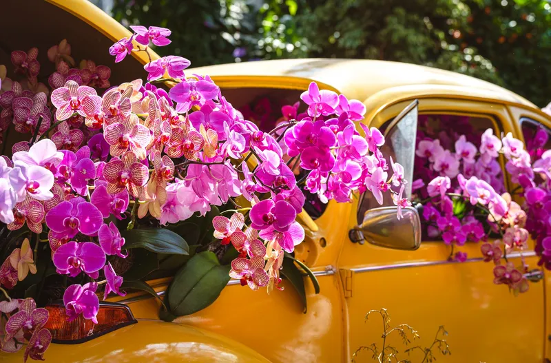 Gallery photo from The Orchid Show 2026 - Feelin' Groovy