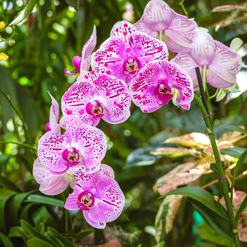 Gallery photo from The Orchid Show 2026 - Feelin' Groovy