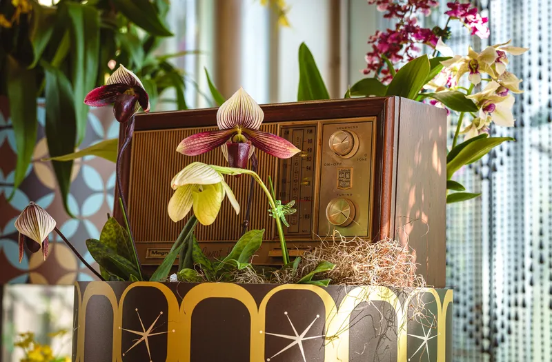 Gallery photo from The Orchid Show 2026 - Feelin' Groovy